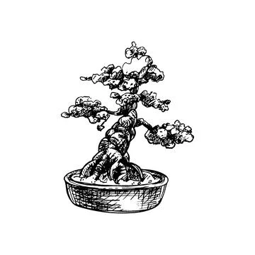 Bonsai tree in pot. Vector vintage hatching illustration. Isolated on white Stock Illustration