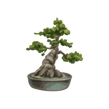 Bonsai tree in pot. Vector vintage hatching color illustration. Isolated on.. Stock-Illustration