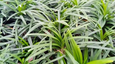 Bonsai tree in pot video Stock Footage 219448845