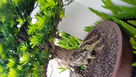 Bonsai tree in pot video Stock Footage 219448859