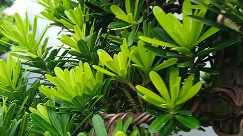 Bonsai tree in pot video Stock Footage 219448869
