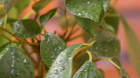 Bonsai tree with rain drops. Close shot on shiny leaves. 4K 스톡 동영상 128594985