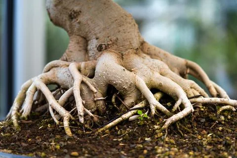 Bonsai tree root, exposed surface roots and the underground root structure Stock Photos