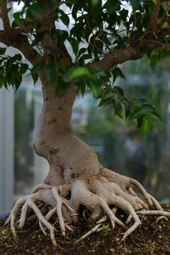 Bonsai tree root, exposed surface roots and the underground root structure Stock Photos