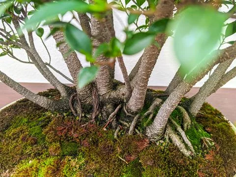 Bonsai Tree Roots Close-Up with Moss in Botanical Competition Foto stock