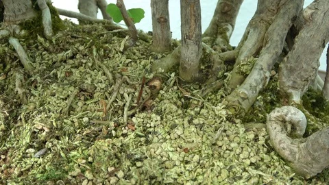 Bonsai tree roots. Macro view. Slow camera Stock Footage 90943822