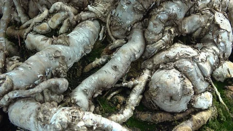 Bonsai tree roots. Macro view. Slow camera Stock-Footage 90943947
