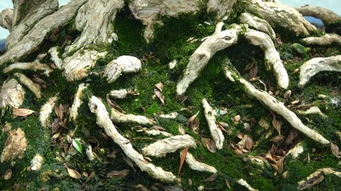Bonsai tree roots. Macro view. Slow camera Stock Footage 90943950