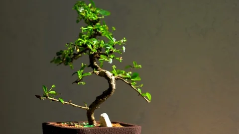 Bonsai tree with small white blossoms Stock-Footage 105866716