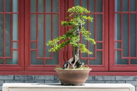 Bonsai tree on a table against a red window Foto stock