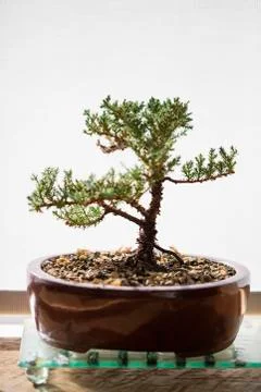 Bonsai tree on a table at home Stock Photos