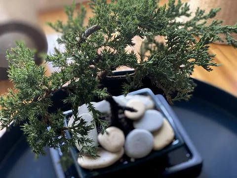 Bonsai Tree on table Stock Photos