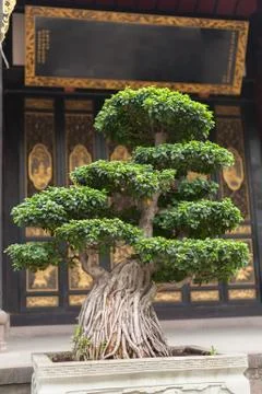 Bonsai tree in a temple Stockfoto's