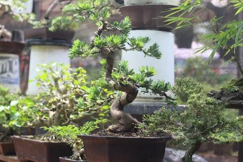 A bonsai tree with a twisted trunk and lush green foliage sits in a brown pot 库存照片