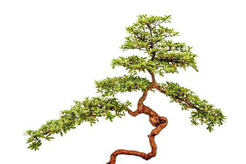 Bonsai tree on white background Stock Photos