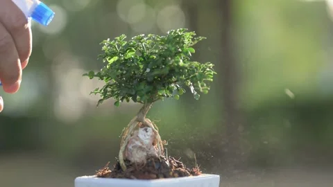A bonsai tree in a white pot being misted with water  Stock Footage 294795074