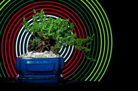 Bonsai tree wiith abstract concentric circles behind it. Foto stock