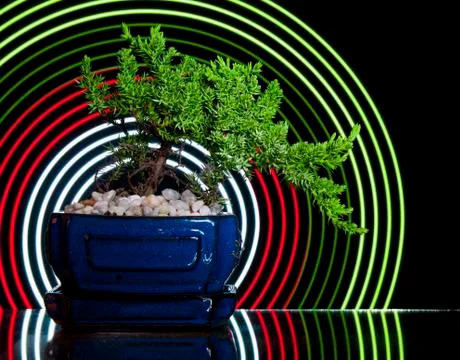 Bonsai tree wiith abstract concentric circles behind it. Stock Photos