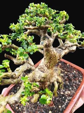 Bonsai tree on wooden base. Bonsai is a natural art that provides emotional Stock Photos