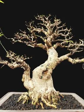 Bonsai tree on wooden base. Bonsai is a natural art that provides emotional Stock Photos