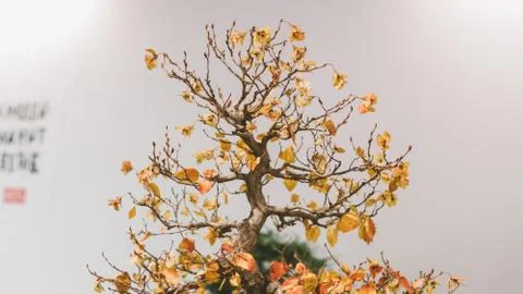 Bonsai trees aligned in a row - selective focus close-up. Japanese art of bon 스톡 사진