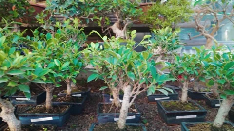 Bonsai Trees Collection with Vibrant Green Foliage in Black Pots Vídeos de archivo 335080038