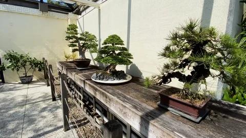 Bonsai Trees Stock Footage 116434647