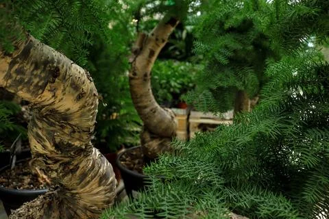 Bonsai trees in large pots, which are sold in a large garden center. Stock Photos