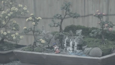 Bonsai trees (og) Video stock 126586160