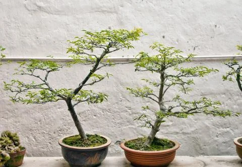 Bonsai trees Foto stock