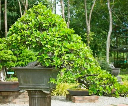 Bonsai trees. Foto stock
