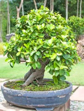 Bonsai trees. Stock Photos