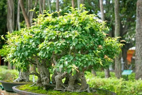 Bonsai trees. Stock Photos