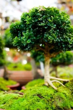 Bonsai trees in pots Foto stock