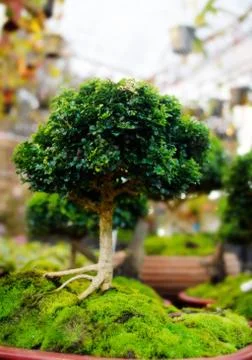 Bonsai trees in pots Stock Photos