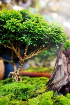 Bonsai trees in pots Stock Photos