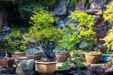 Bonsai trees in a pots Stock Photos