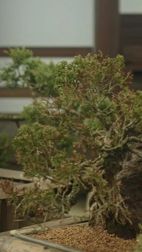 Bonsai trees on wooden deck 動画素材 335950705