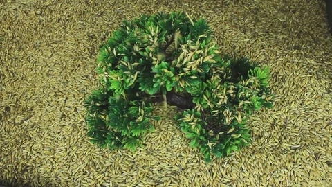 Bonsai under barley Stock Footage 74115958