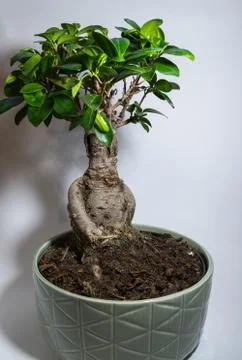 Bonsai on a white background Stock Photos