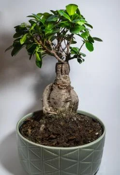 Bonsai on a white background Stock Photos
