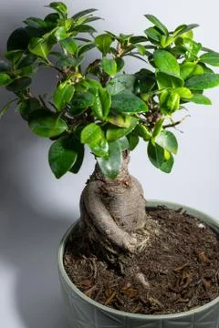 Bonsai on a white background Stock Photos