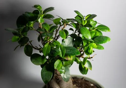 Bonsai on a white background Stock Photos