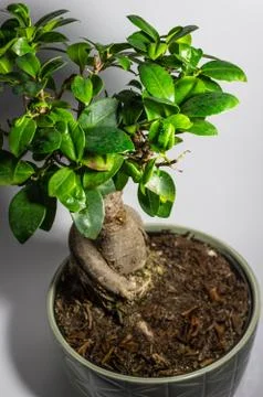 Bonsai on a white background Stock Photos