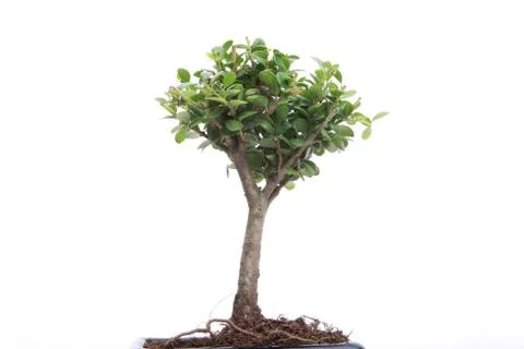 Bonsai on white Stock Photos