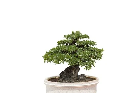 Bonsai on white Foto stock