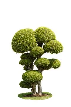 Bonsai on white Foto stock