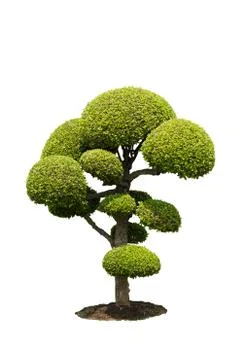 Bonsai on white Fotos Stock