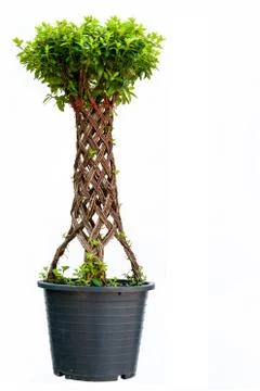 Bonsai willow tree Stock Photos