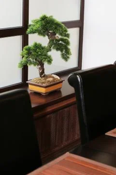 Bonsai on a window sill Stock Photos